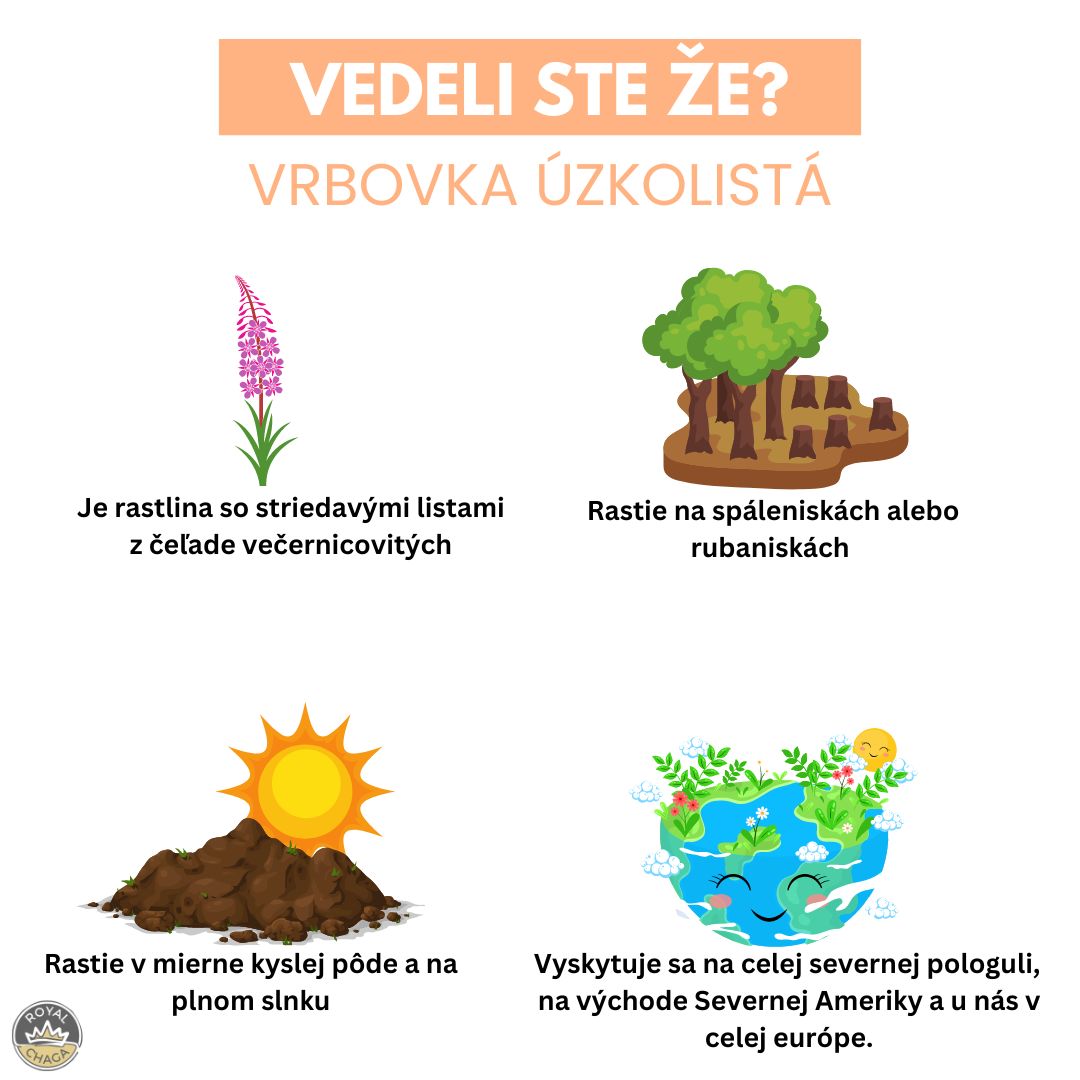 vrbovka uzkolista